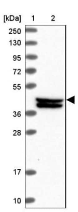 FAM217B Antibody, Novus Biologicals 0.1 mL | Buy Online | Novus Biologicals | Fisher Scientific