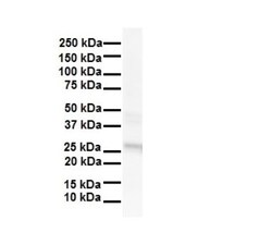 LKAAEAR1 Antibody, Novus Biologicals:Antibodies:Primary Antibodies