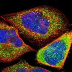 CFAP61 Antibody, Novus Biologicals 25 &mu;L; Unlabeled:Antibodies, Polyclonal