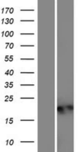 Novus Biologicals&trade;&nbsp;C20orf27 Overexpression Lysate