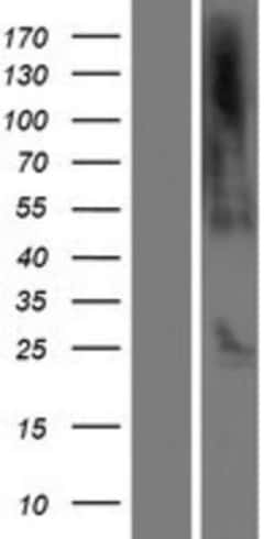 Novus Biologicals&trade;&nbsp;C21orf62 Overexpression Lysate