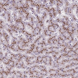 C2CD3 Antibody, Novus Biologicals 25 μL, Unlabeled:Antibodies, Polyclonal