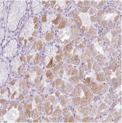 C2CD4C Antibody, Novus Biologicals:Antibodies:Primary Antibodies
