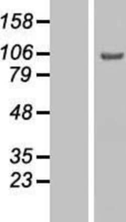 Novus Biologicals&trade;&nbsp;GCFC2 Overexpression Lysate