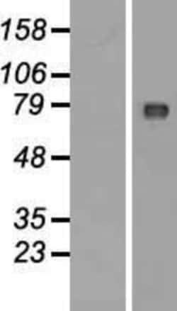 Novus Biologicals™ WDCP Overexpression Lysate