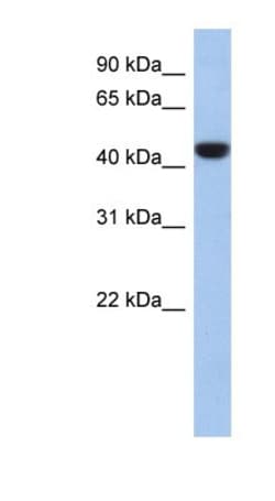 Proline Rich 30 Antibody, Novus Biologicals 100&mu;L; Unlabeled:Antibodies,