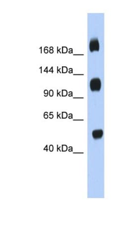 C2orf55 Antibody, Novus Biologicals:Antibodies:Primary Antibodies