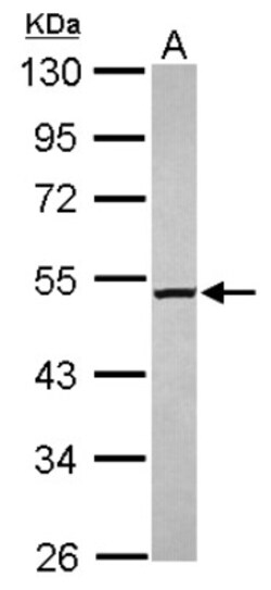 M1AP Antibody, Novus Biologicals 0.1 mL | Buy Online | Novus Biologicals | Fisher Scientific