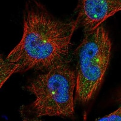 C2orf74 Antibody, Novus Biologicals 0.1mL; Unlabeled:Antibodies, Polyclonal