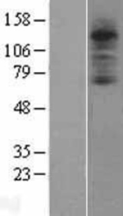 Novus Biologicals&trade;&nbsp;Complement Component C3aR Overexpression Lysate