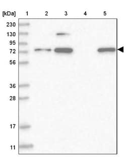 EFCAB12 Antibody, Novus Biologicals:Antibodies:Primary Antibodies
