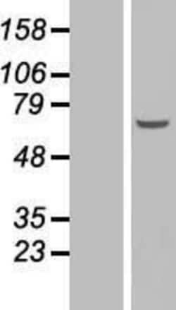 Novus Biologicals&trade;&nbsp;EFCAB12 Overexpression Lysate