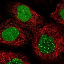 EFCAB12 Antibody, Novus Biologicals:Antibodies:Primary Antibodies