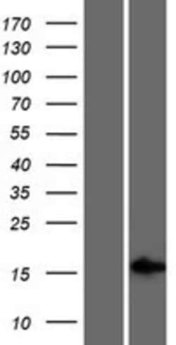 Novus Biologicals&trade;&nbsp;GR6 Overexpression Lysate