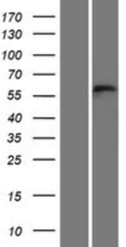 Novus Biologicals&trade;&nbsp;TEX55 Overexpression Lysate