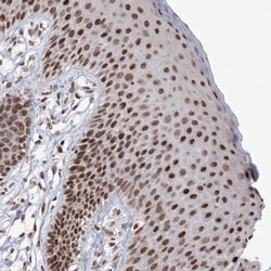 C3orf33 Antibody, Novus Biologicals:Antibodies:Primary Antibodies
