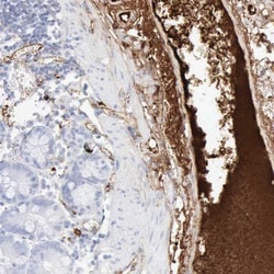 C4 binding protein A Antibody, Novus Biologicals 0.1mL; Unlabeled:Antibodies,