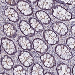 C4orf19 Antibody, Novus Biologicals 0.1mL; Unlabeled:Antibodies, Polyclonal