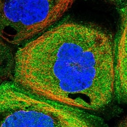 CFAP299 Antibody, Novus Biologicals 25 &mu;L; Unlabeled:Antibodies, Polyclonal