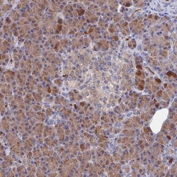 HPF1 Antibody, Novus Biologicals 25 &mu;L | Buy Online | Novus Biologicals | Fisher Scientific