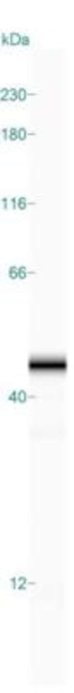 HPF1 Antibody, Novus Biologicals 25 &mu;L | Buy Online | Novus Biologicals | Fisher Scientific