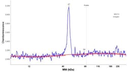 HPF1 Antibody, Novus Biologicals 25 &mu;L | Buy Online | Novus Biologicals | Fisher Scientific