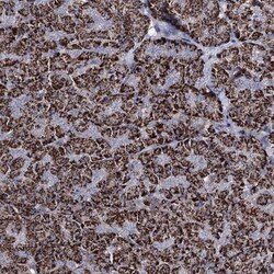 CPLANE1 Antibody, Novus Biologicals 25 &mu;L | Buy Online | Novus Biologicals | Fisher Scientific