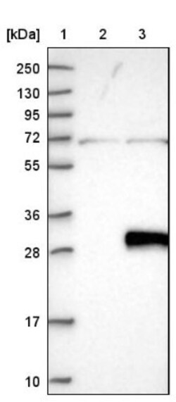 C6orf120 Antibody, Novus Biologicals 25 &mu;L; Unlabeled:Antibodies, Polyclonal