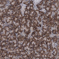 C6orf120 Antibody, Novus Biologicals 25 &mu;L; Unlabeled:Antibodies, Polyclonal
