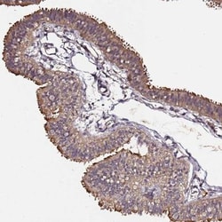C6orf136 Antibody, Novus Biologicals:Antibodies:Primary Antibodies