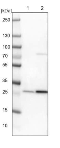 LRRC73 Antibody, Novus Biologicals:Antibodies:Primary Antibodies