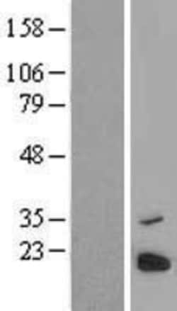 Novus Biologicals&trade;&nbsp;PRED31 Overexpression Lysate