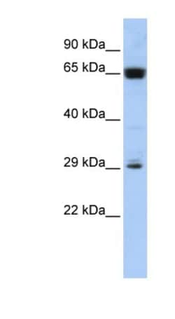 C6orf223 Antibody, Novus Biologicals:Antibodies:Primary Antibodies
