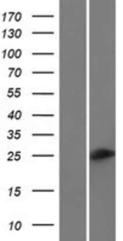 Novus Biologicals™ C6orf223 Overexpression Lysate