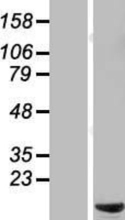 Novus Biologicals&trade;&nbsp;C6orf226 Overexpression Lysate