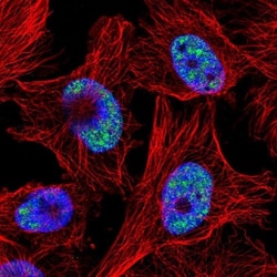 C6orf226 Antibody, Novus Biologicals 25 &mu;L; Unlabeled:Antibodies, Polyclonal