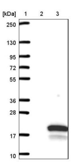C6orf226 Antibody, Novus Biologicals 25 &mu;L; Unlabeled:Antibodies, Polyclonal