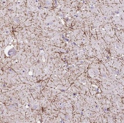 VWA7 Antibody, Novus Biologicals 0.1mL; Unlabeled:Antibodies, Polyclonal