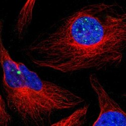 Bombesin Receptor Activated Protein Antibody, Novus Biologicals 0.1mL;