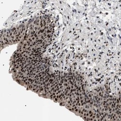 C7orf25 Antibody, Novus Biologicals:Antibodies:Primary Antibodies