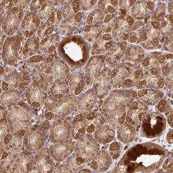 MALSU1 Antibody, Novus Biologicals:Antibodies:Primary Antibodies