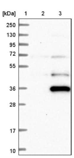 YAE1 Antibody, Novus Biologicals:Antibodies:Primary Antibodies