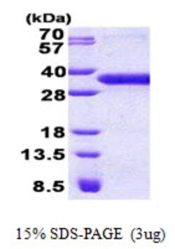 Novus Biologicals&trade;&nbsp;Recombinant Human YAE1 His Protein