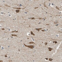 YAE1 Antibody, Novus Biologicals:Antibodies:Primary Antibodies