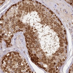 YAE1 Antibody, Novus Biologicals 0.1mL; Unlabeled:Antibodies, Polyclonal
