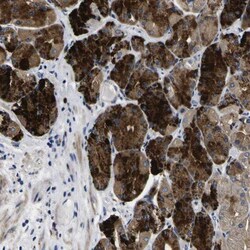 COA1 Antibody, Novus Biologicals 0.1 mL | Buy Online | Novus Biologicals | Fisher Scientific