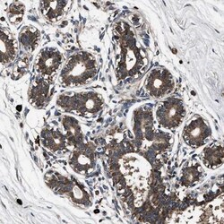 FAM221A Antibody, Novus Biologicals 25 &mu;L | Buy Online | Novus Biologicals | Fisher Scientific