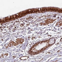 C7orf50 Antibody, Novus Biologicals:Antibodies:Primary Antibodies