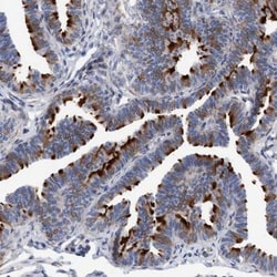 C7orf57 Antibody, Novus Biologicals 0.1mL; Unlabeled:Antibodies, Polyclonal