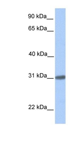 C7orf61 Antibody, Novus Biologicals:Antibodies:Primary Antibodies